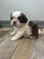 Brisco, a male Shih Tzu for sale in Purdy, MO – 1 of 7