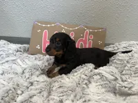 Heidi, a female Miniature Dachshund for sale in Purdy, MO – 3 of 5