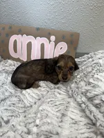 Annie, a female Miniature Dachshund for sale in Purdy, MO – 1 of 4