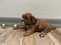 Chuck, a male Shihpoo for sale in Purdy, MO – 7 of 9
