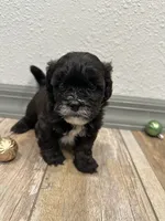 Chad, a male Shihpoo for sale in Purdy, MO – 5 of 8