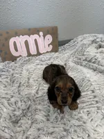 Annie, a female Miniature Dachshund for sale in Purdy, MO – 3 of 4