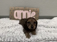 Annie, a female Miniature Dachshund for sale in Purdy, MO – 2 of 4