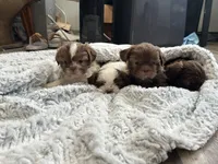 Brisco, a male Shih Tzu for sale in Purdy, MO – 7 of 7