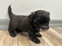Chad, a male Shihpoo for sale in Purdy, MO – 4 of 8