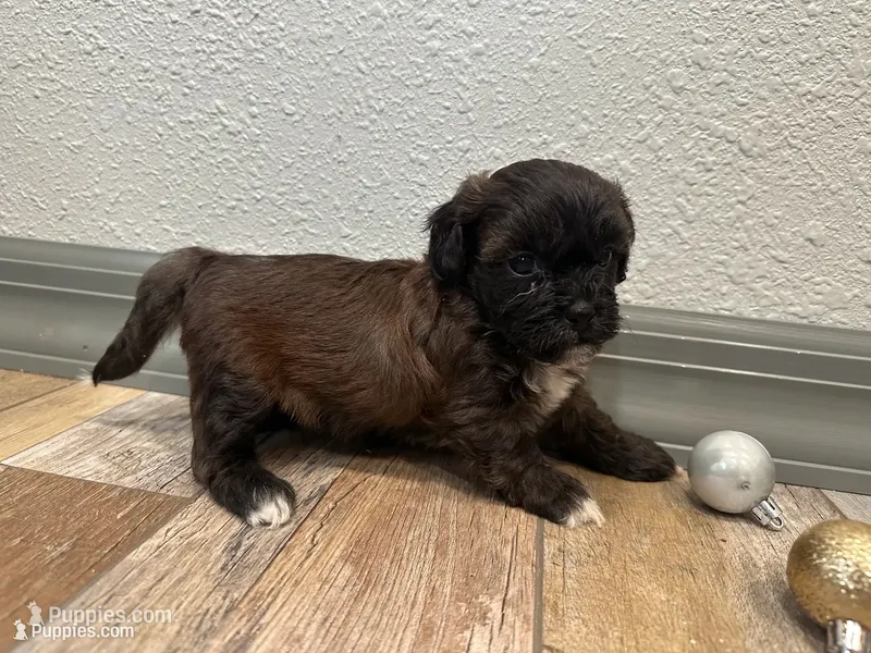 Cade, a male Shihpoo for sale in Purdy, MO – 1 of 9