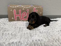 Heidi, a female Miniature Dachshund for sale in Purdy, MO – 4 of 5
