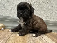 Cade, a male Shihpoo for sale in Purdy, MO – 3 of 9