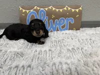 Oliver, a male Miniature Dachshund for sale in Purdy, MO – 4 of 5