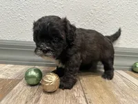 Chad, a male Shihpoo for sale in Purdy, MO – 8 of 8