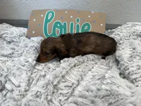 Louie , a male Miniature Dachshund for sale in Purdy, MO – 2 of 5