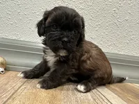 Cade, a male Shihpoo for sale in Purdy, MO – 8 of 9