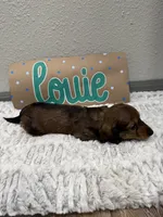Louie , a male Miniature Dachshund for sale in Purdy, MO – 5 of 5