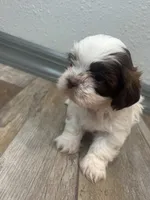 Brisco, a male Shih Tzu for sale in Purdy, MO – 5 of 7