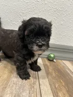 Chad, a male Shihpoo for sale in Purdy, MO – 6 of 8