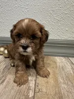Chuck, a male Shihpoo for sale in Purdy, MO – 9 of 9