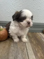 Brisco, a male Shih Tzu for sale in Purdy, MO – 2 of 7