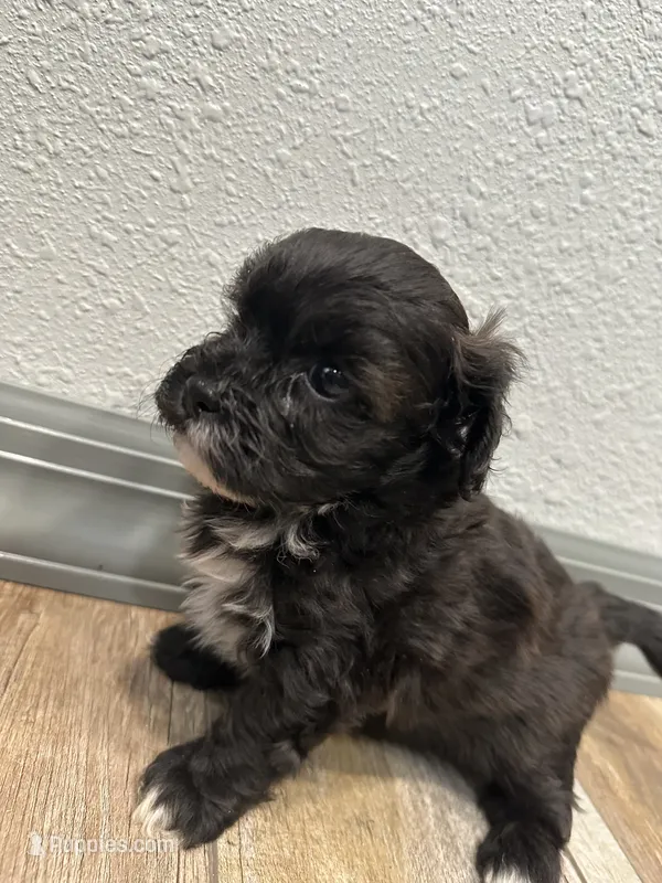 Calvin, a male Shihpoo for sale in Purdy, MO – 1 of 9