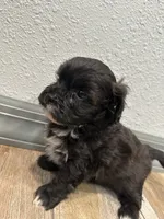 Calvin, a male Shihpoo for sale in Purdy, MO – 1 of 9