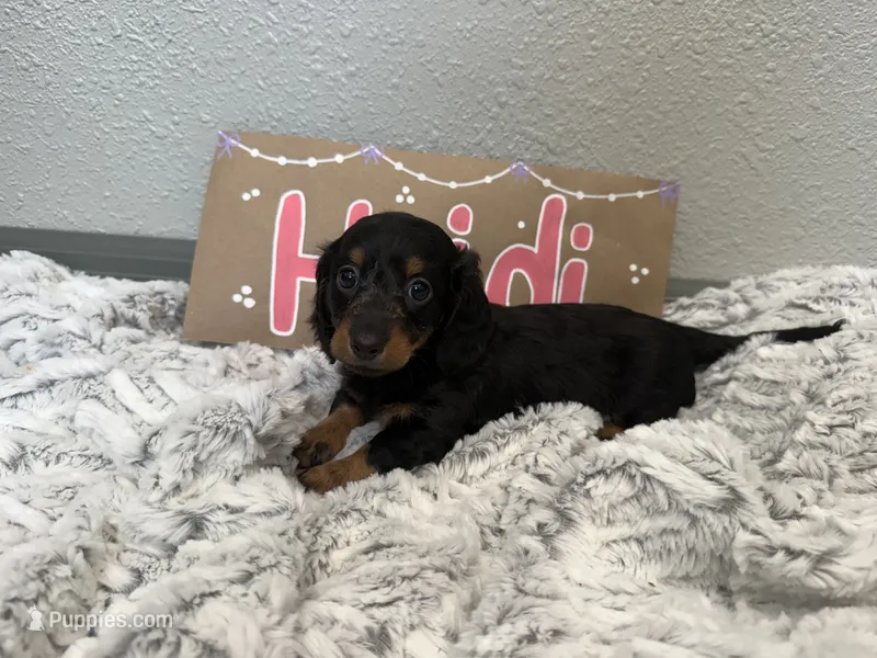 Heidi – Miniature Dachshund puppy for sale in Purdy, MO