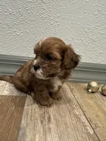 Chuck, a male Shihpoo for sale in Purdy, MO – 4 of 9