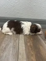 Brisco, a male Shih Tzu for sale in Purdy, MO – 6 of 7
