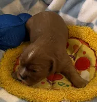 Rose, a female Cavalier King Charles Spaniel for sale in Lawton, OK – 10 of 10