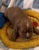 Rose, a female Cavalier King Charles Spaniel for sale in Lawton, OK – 8 of 10