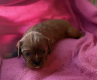 Rose, a female Cavalier King Charles Spaniel for sale in Lawton, OK – 2 of 10