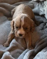 Dandelion , a male Cavalier King Charles Spaniel for sale in Lawton, OK – 2 of 10