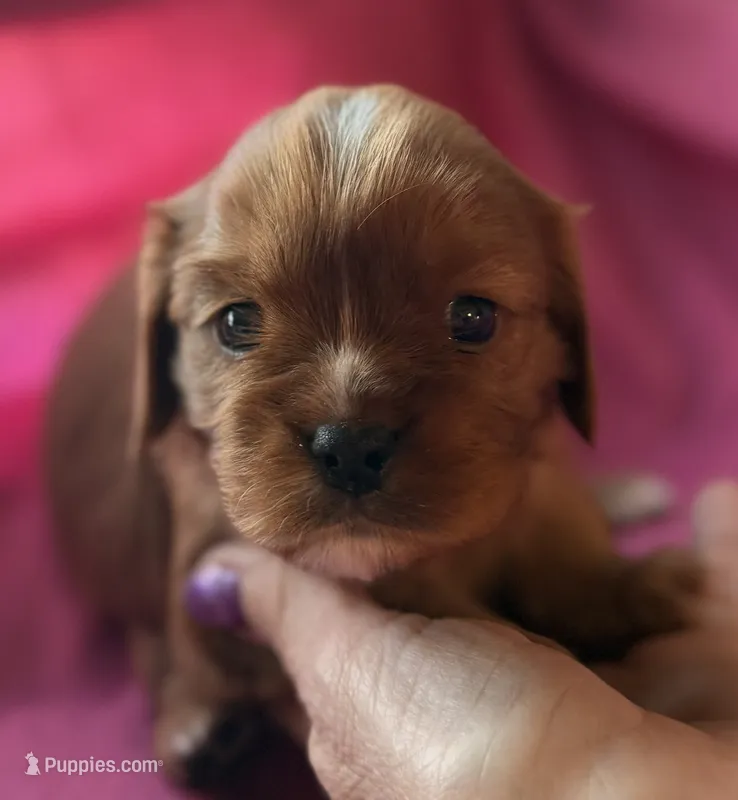 Rose – Cavalier King Charles Spaniel puppy for sale in Lawton, OK
