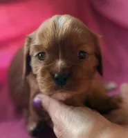 Rose, a female Cavalier King Charles Spaniel for sale in Lawton, OK – 1 of 10