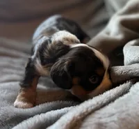 Elderberry , a male Cavalier King Charles Spaniel for sale in Lawton, OK – 5 of 6