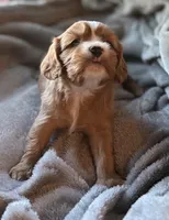 Dandelion , a male Cavalier King Charles Spaniel for sale in Lawton, OK – 3 of 10