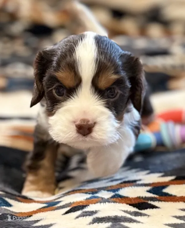 Elderberry  – Cavalier King Charles Spaniel puppy for sale in Lawton, OK