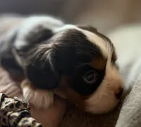 Elderberry , a male Cavalier King Charles Spaniel for sale in Lawton, OK – 6 of 6
