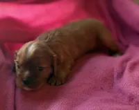 Rose, a female Cavalier King Charles Spaniel for sale in Lawton, OK – 6 of 10