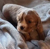 Dandelion , a male Cavalier King Charles Spaniel for sale in Lawton, OK – 4 of 10