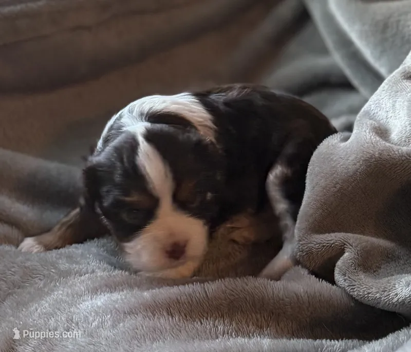 Elderberry  – Cavalier King Charles Spaniel puppy for sale in Lawton, OK