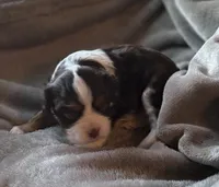 Elderberry , a male Cavalier King Charles Spaniel for sale in Lawton, OK – 1 of 6