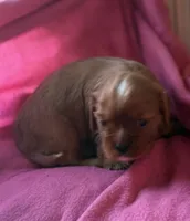 Rose, a female Cavalier King Charles Spaniel for sale in Lawton, OK – 3 of 10