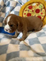 Dandelion , a male Cavalier King Charles Spaniel for sale in Lawton, OK – 8 of 10