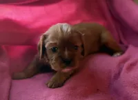 Rose, a female Cavalier King Charles Spaniel for sale in Lawton, OK – 4 of 10