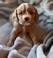 Dandelion , a male Cavalier King Charles Spaniel for sale in Lawton, OK – 5 of 10