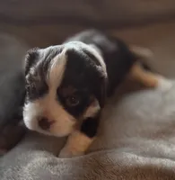 Elderberry , a male Cavalier King Charles Spaniel for sale in Lawton, OK – 3 of 6