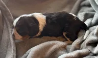Elderberry , a male Cavalier King Charles Spaniel for sale in Lawton, OK – 4 of 6