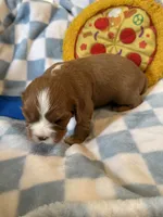 Dandelion , a male Cavalier King Charles Spaniel for sale in Lawton, OK – 10 of 10