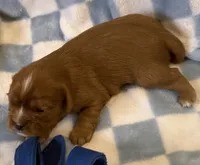 Rose, a female Cavalier King Charles Spaniel for sale in Lawton, OK – 9 of 10