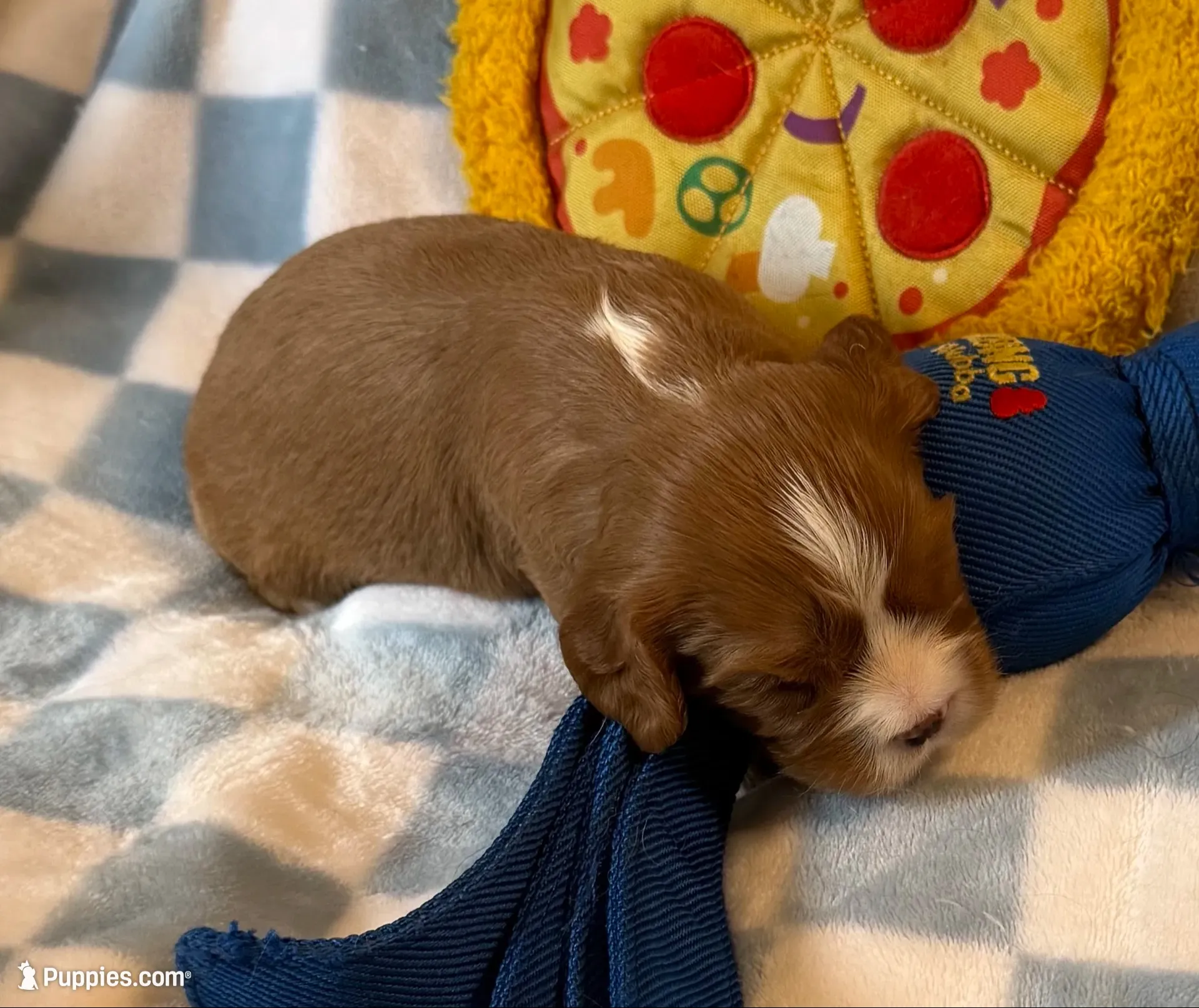 Dandelion , a male Cavalier King Charles Spaniel for sale in Lawton, OK – 6 of 10