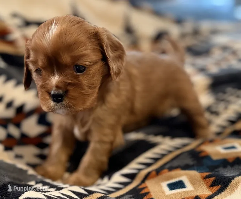 Rose – Cavalier King Charles Spaniel puppy for sale in Lawton, OK